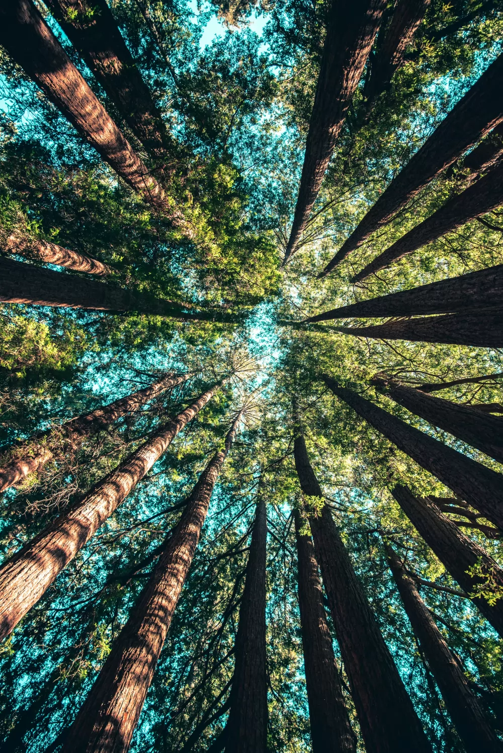 Plantera träd för hälsosam trädväxt